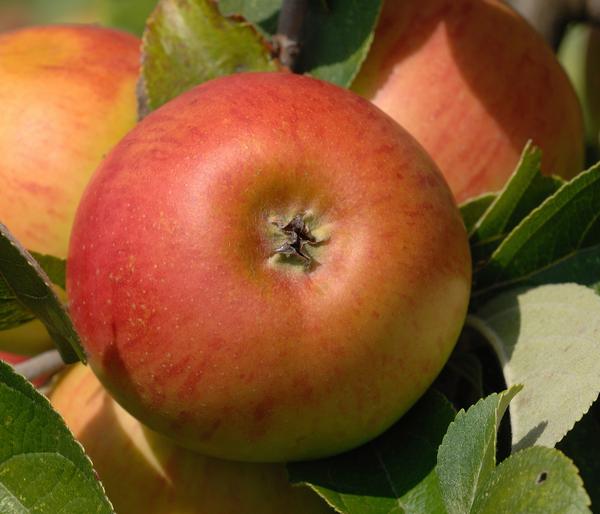 Winterapfel 'Cox Orange'