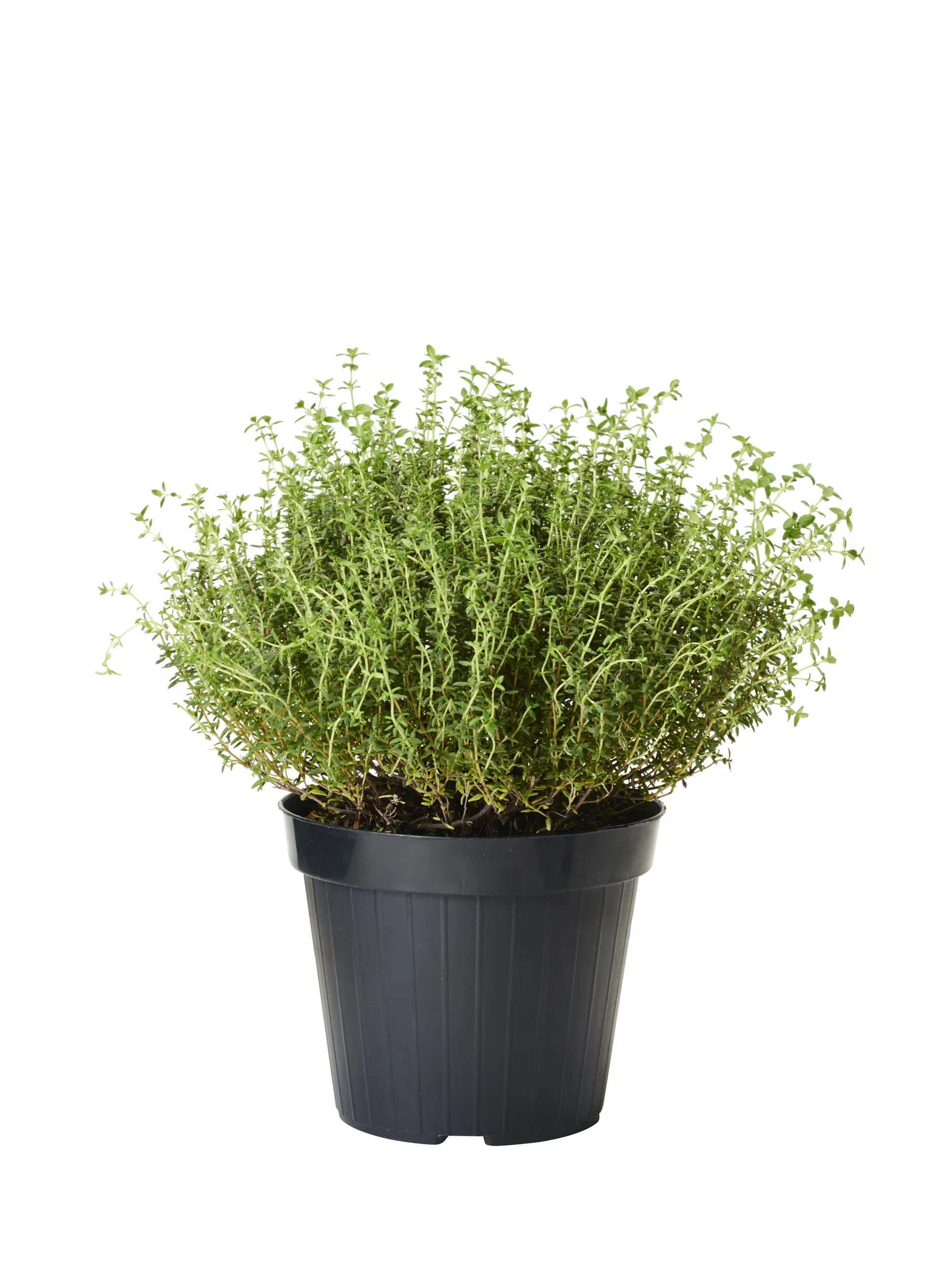Thymus vulgaris Timian Ø17 cm