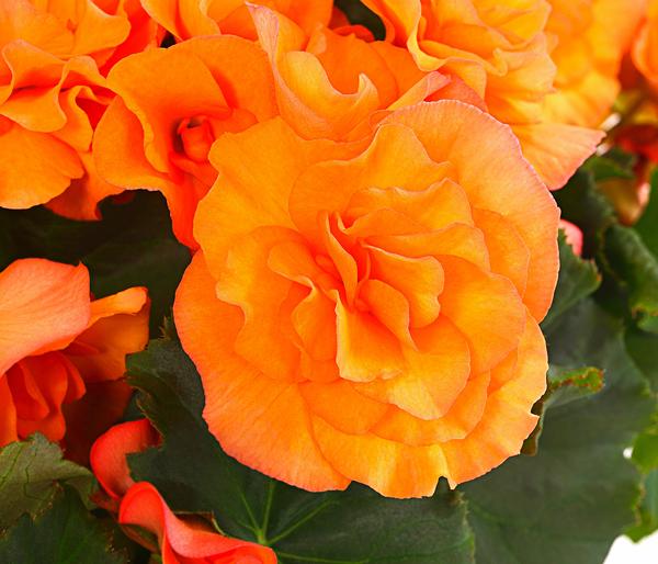 Begonie 'Solenia', verschiedene Farben