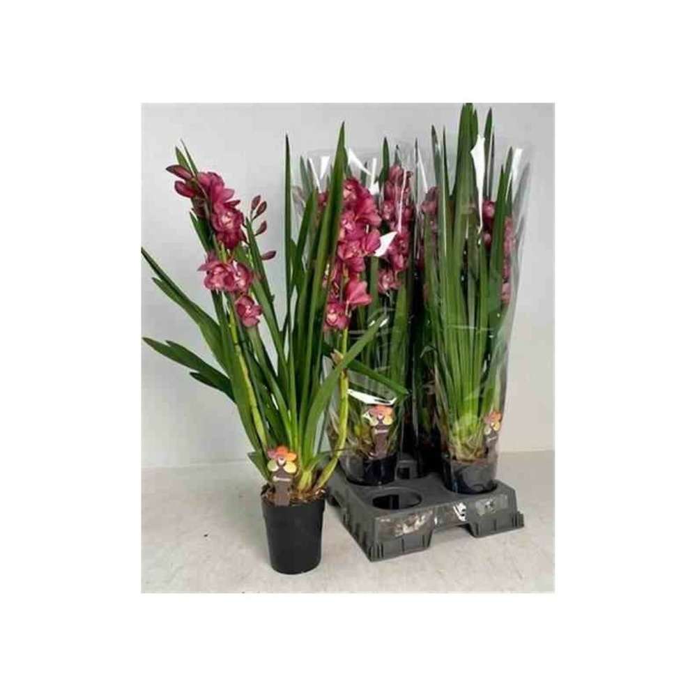 Cymbidium hybride rouge taille pot de 1 litre ? 60/80cm