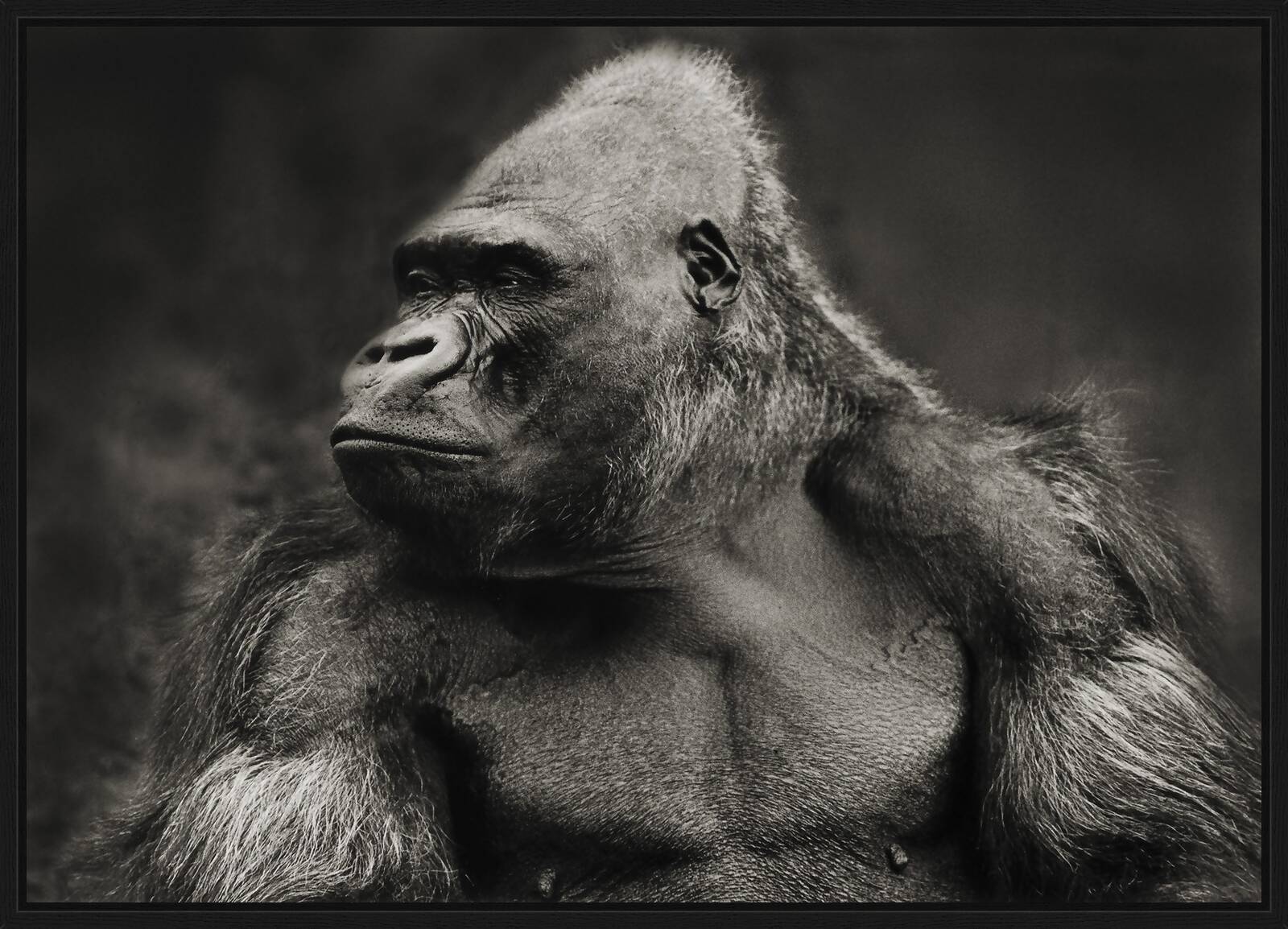 Gorilla by Horst Klemm - Limited Edition. Edition of: 100. Signed.
