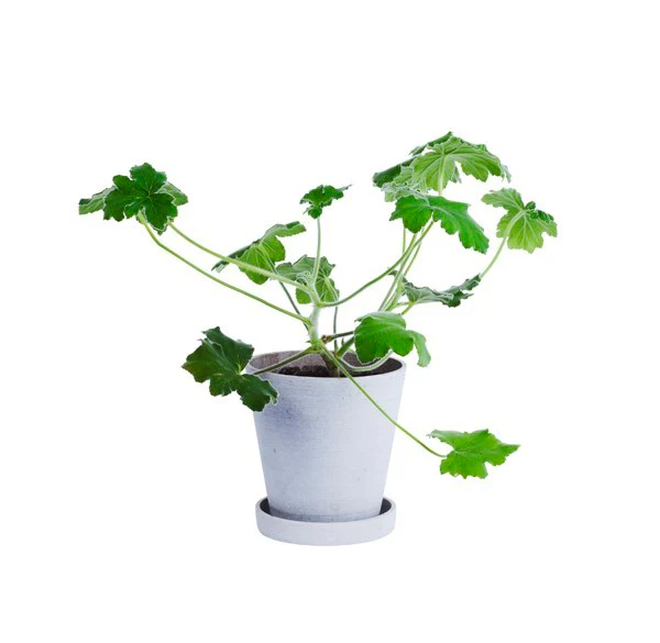 HAY  Flowerpot urtepotteskjuler, S - grå - Ø: 11 cm.