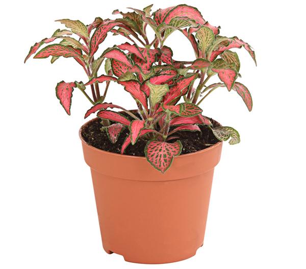 Mosaikpflanze - Fittonia verschaffeltii,