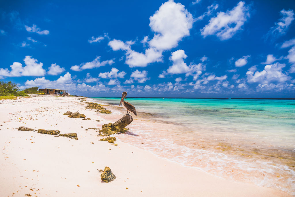 Cruise van Curaçao naar IJmuiden Volpension