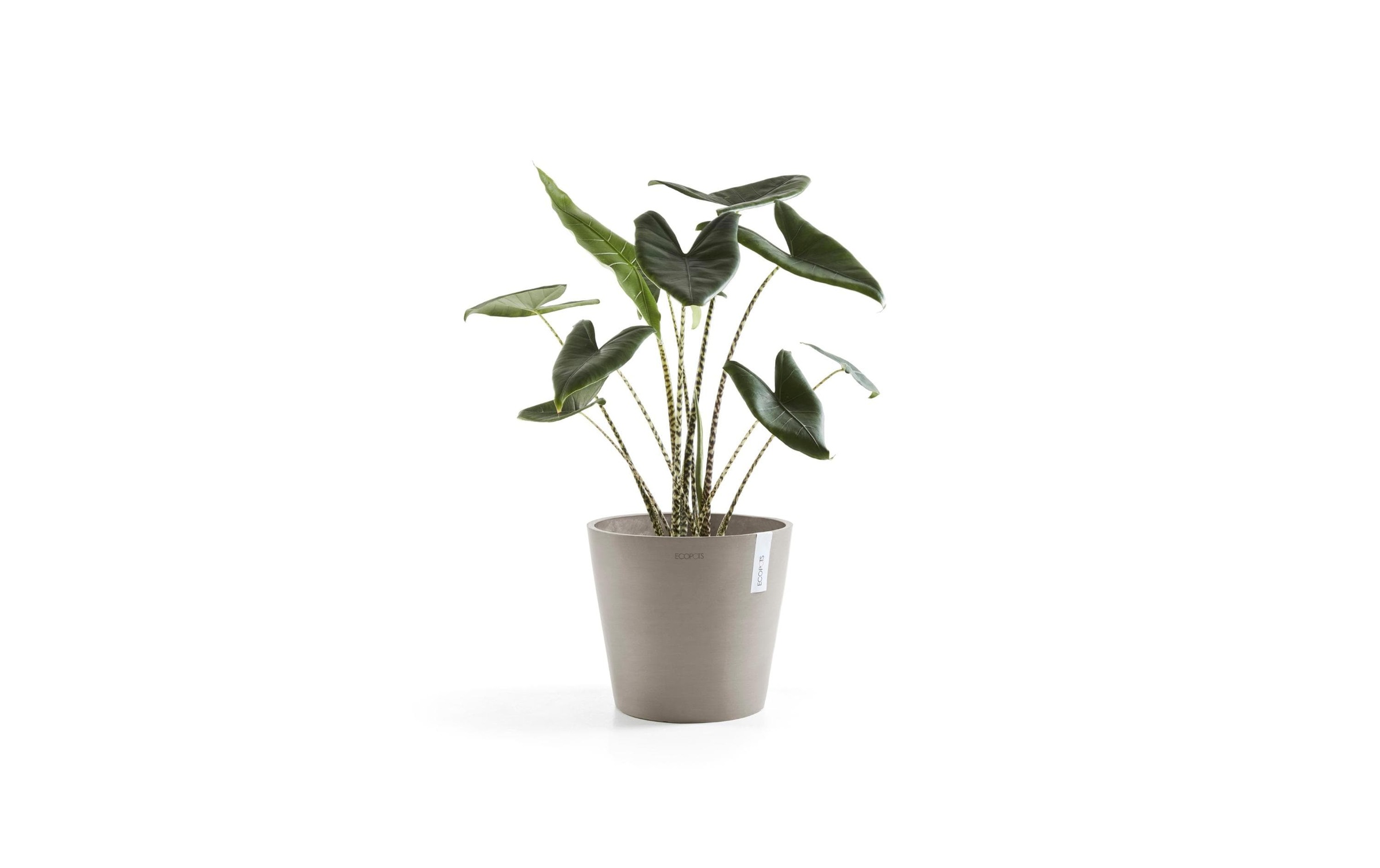 ECOPOTS Pflanzkübel »Amsterdam 40«