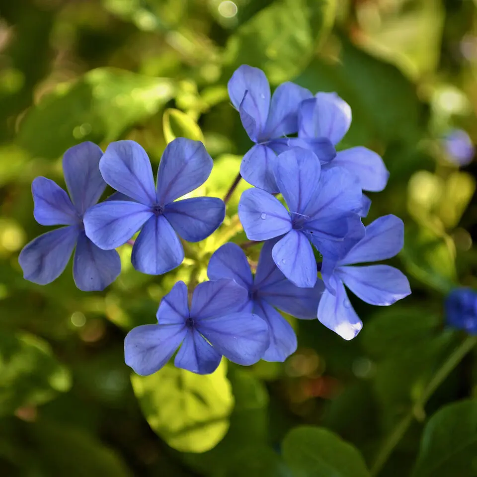 Mannentrouw - Set van 3 - Plumbago auriculata - Hoogte 25-40cm - ⌀9cm