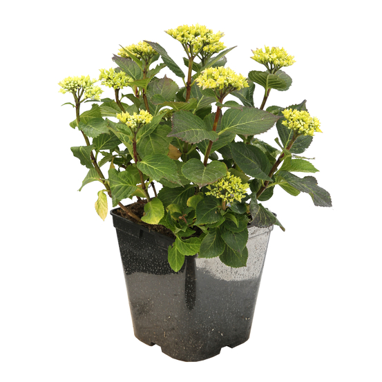 Hydrangea 'French Bolero®' - Pot 6L