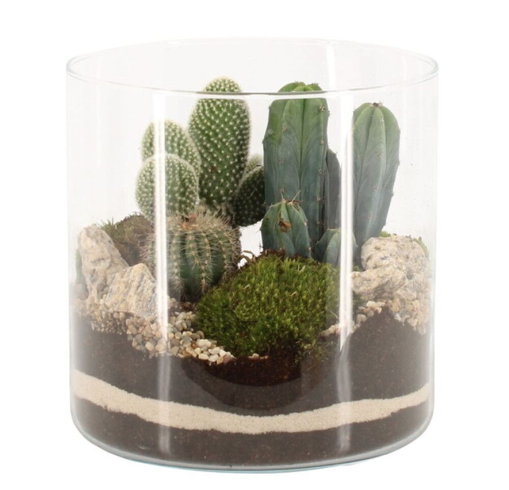 ARRANGEMANG KAKTUS KRUKA 19 CM