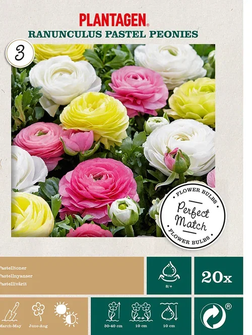 Plantagen Ranunkel miks ‘Pastel Peonies’ 20 pk