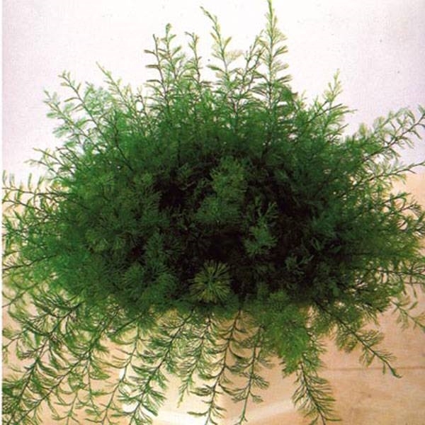 Plante de Neptune