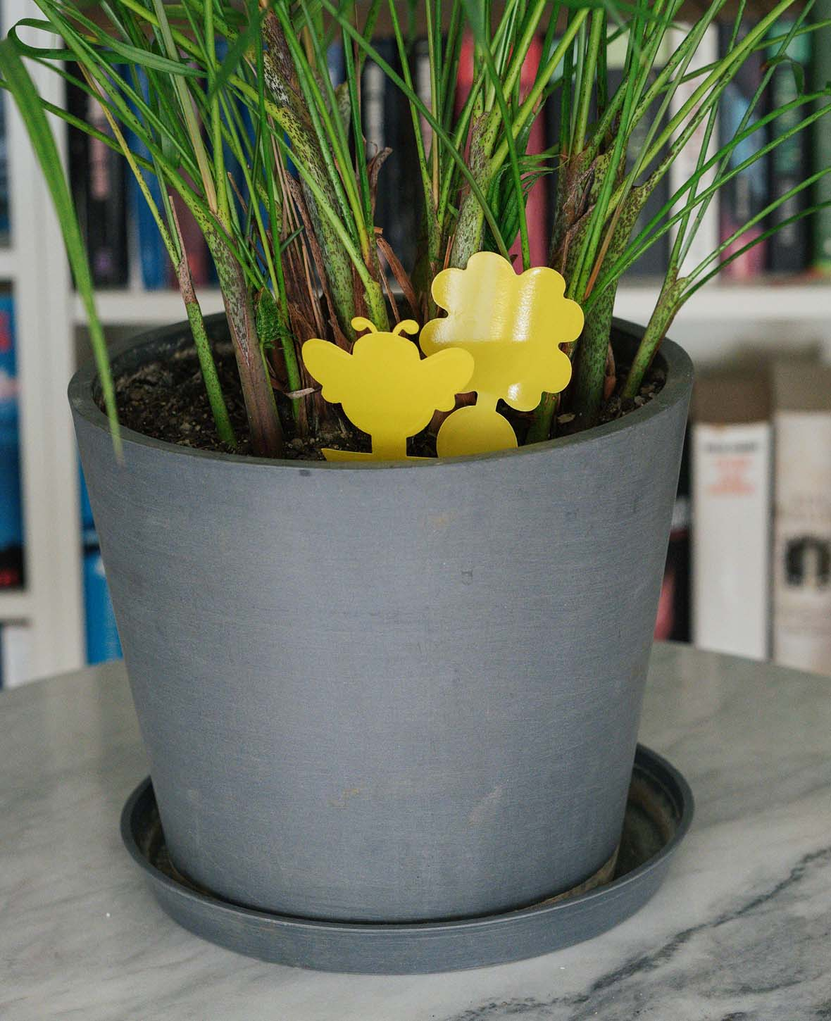 (60er Set) Fruchtfliegen Falle Gelbsticker Trauermücken Klebefalle für Blumentopf / Beet - Blume / Biene