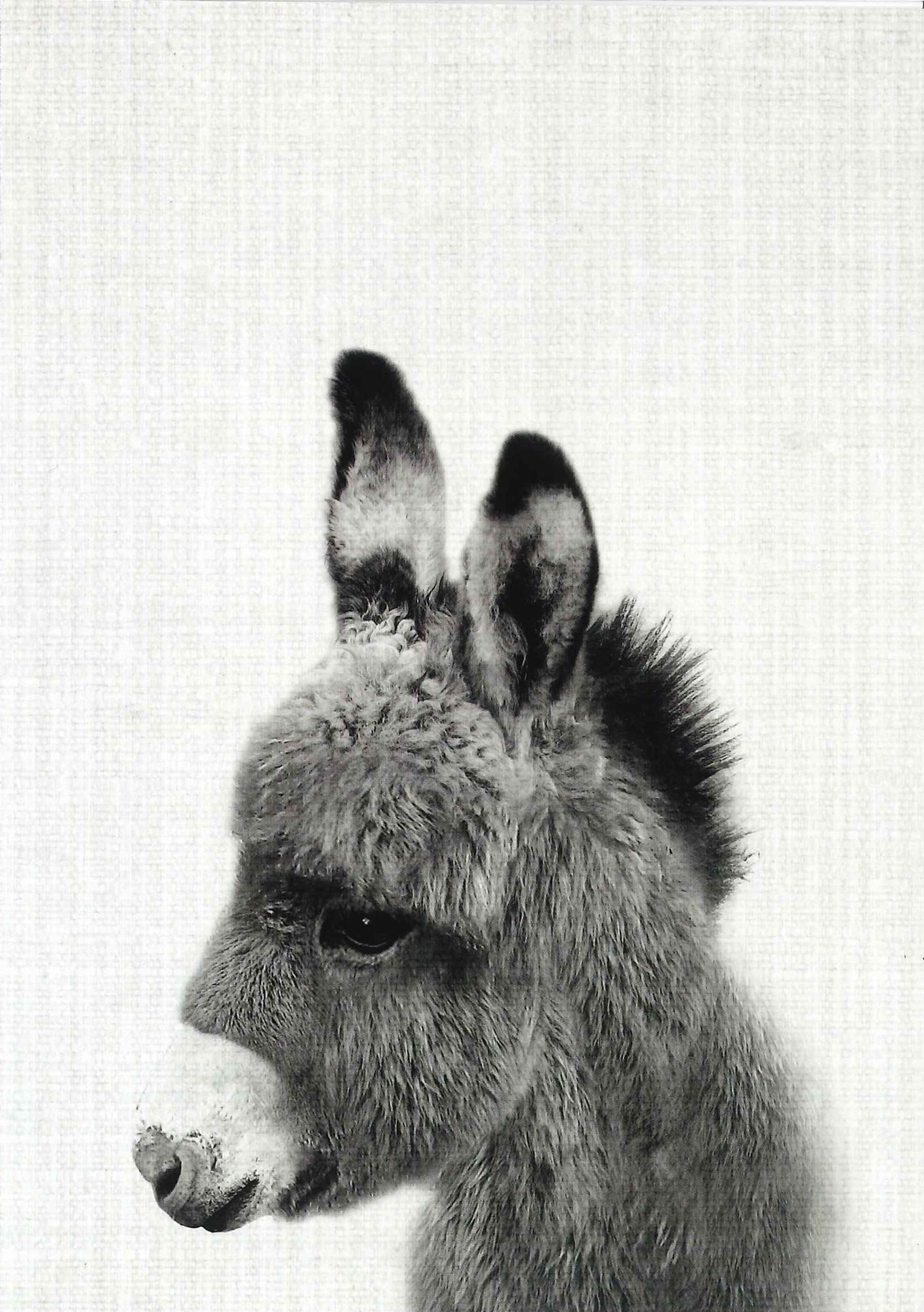 Postkarte 'Esel' günstig bestellen