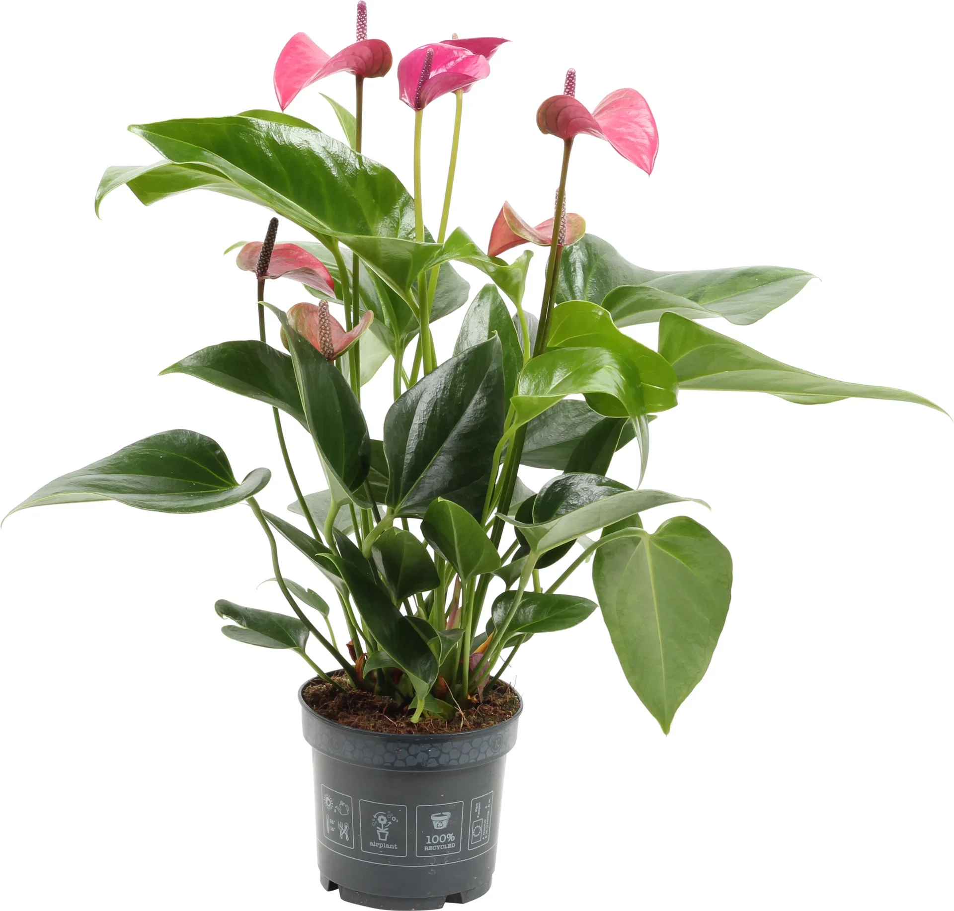 Anthurium Andraeanum Group Flamingoblomst Høyde 35 cm