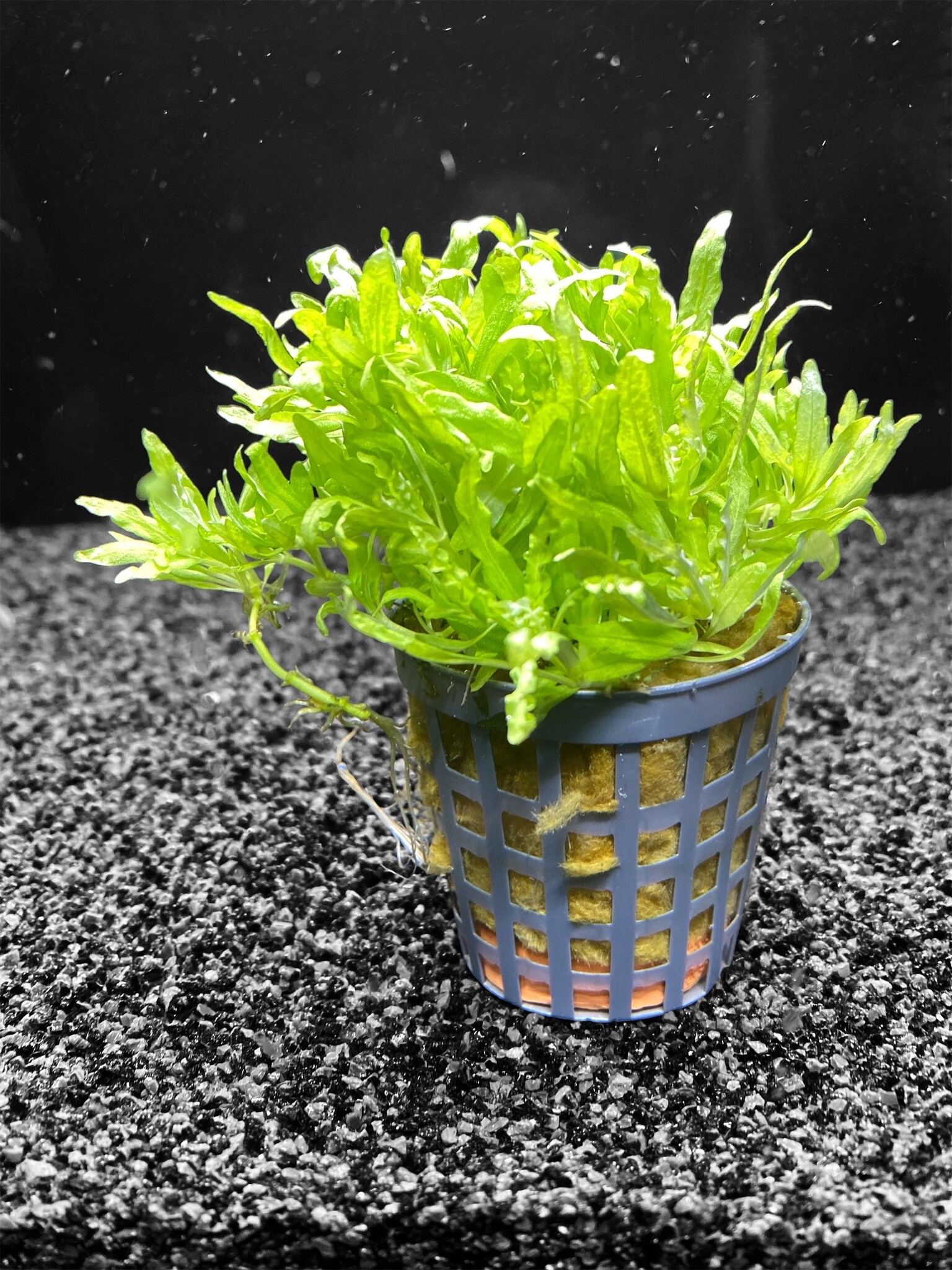 Waterplant Pogostemon Helferi 5 cm pot aquariumplant