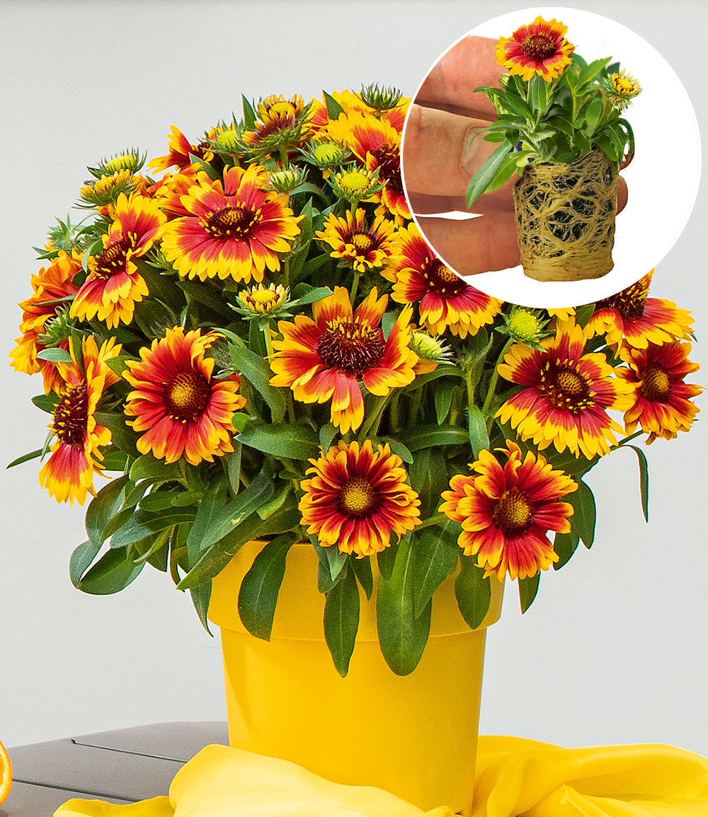 Korkadenblume 'Guapa Flamenco Bicolour'