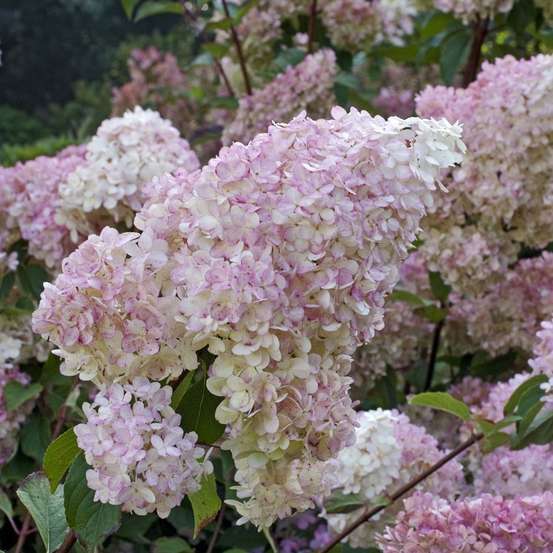 Hydrangea paniculata 'Vanille Fraise®' : Conteneur de 10 Litres Touffe