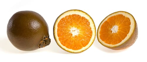 Schoko Orangen, 1 Stk.
