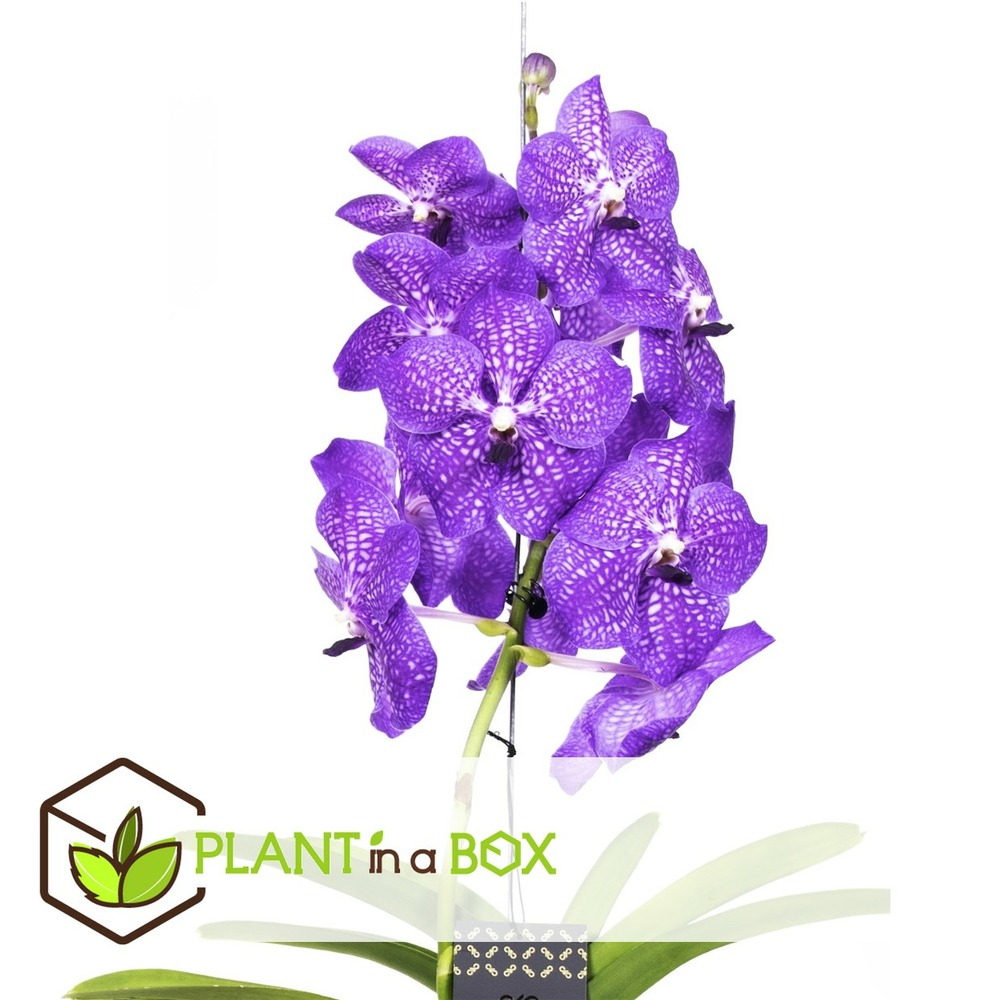 Vanda new blue - orchidée tropicale - magnifique couleurs - hauteur 55-65cm