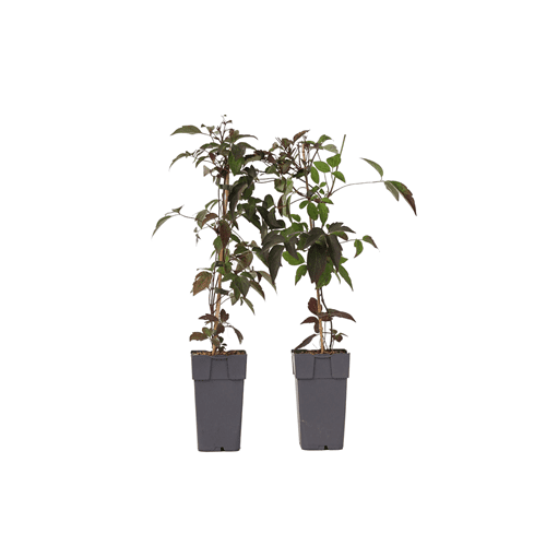 Clematis montana fragrant spring - 2