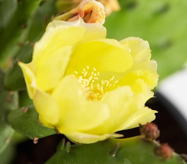 Feigenkaktus - Opuntia humifusa