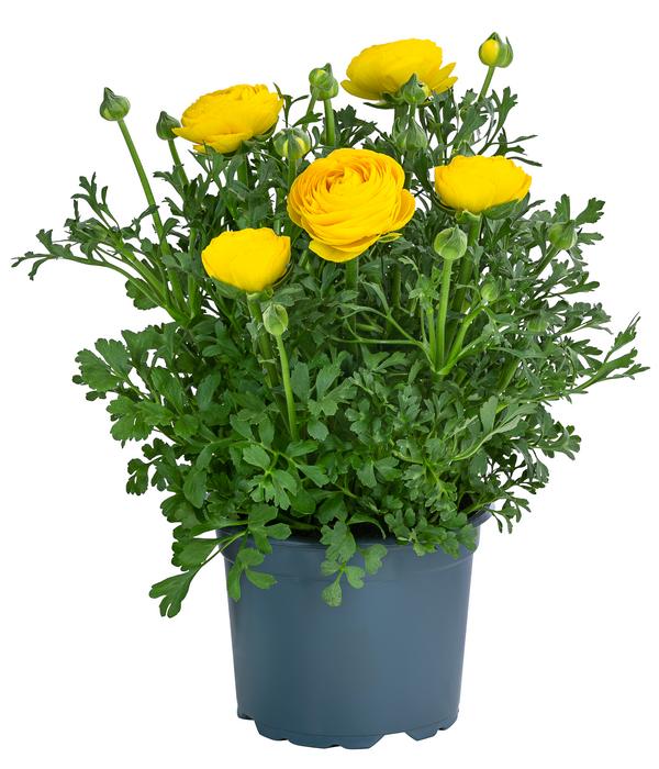 Ranunkel, verschiedene Farben