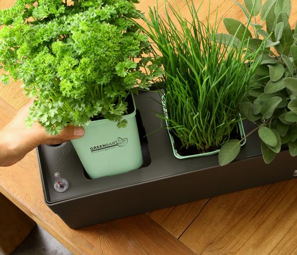 GREENBAR® Petersilie, glatt
