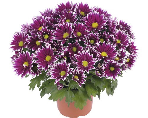 Chrysanthemum FloraSelf Chrysanthemum indicum 'Ciao' Ø 12 cm pot