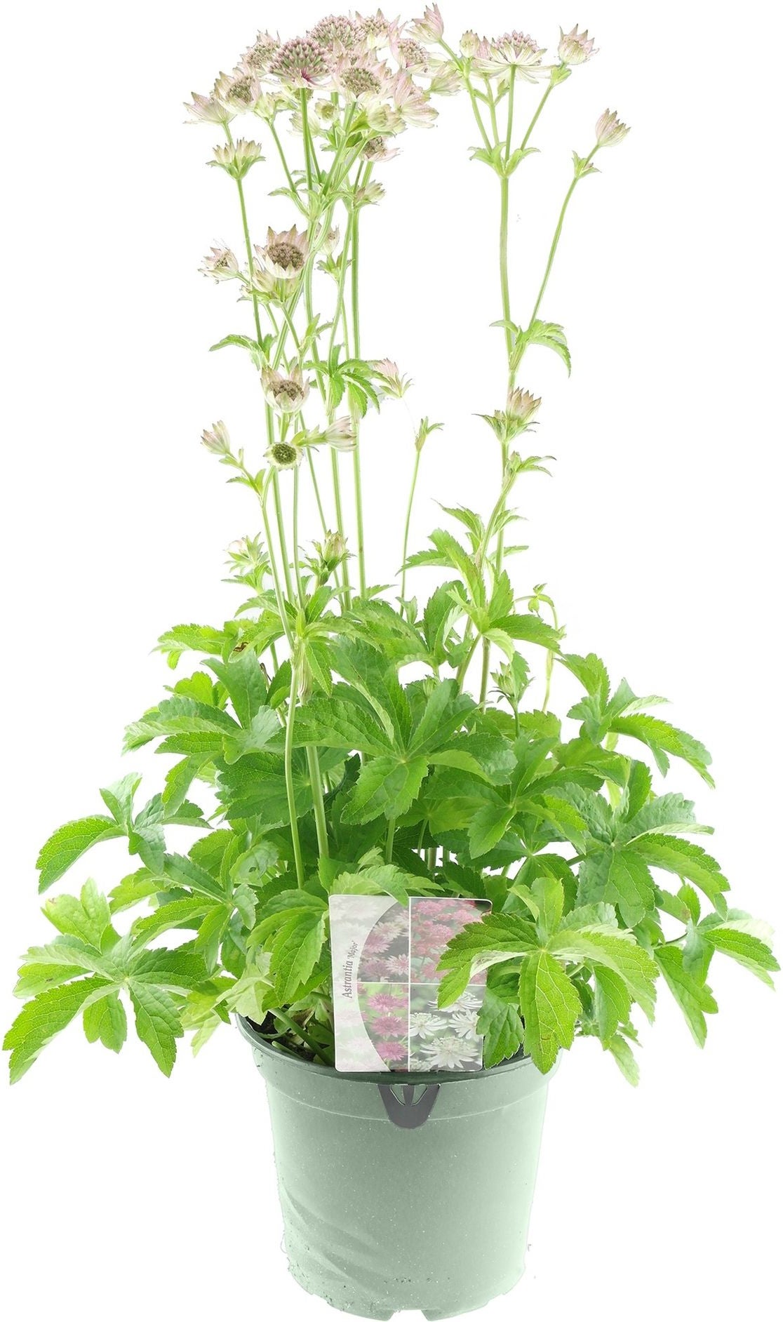Zeeuws Knoopje (Astrantia major 'Roma') D 17 H 40 cm