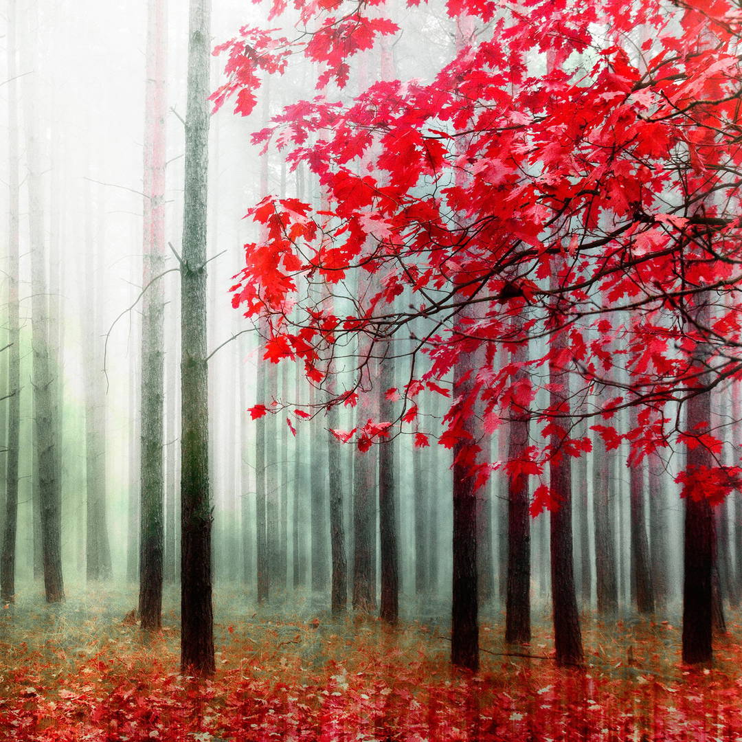 Purple Foliage by Christiane Steinicke - Open Edition.