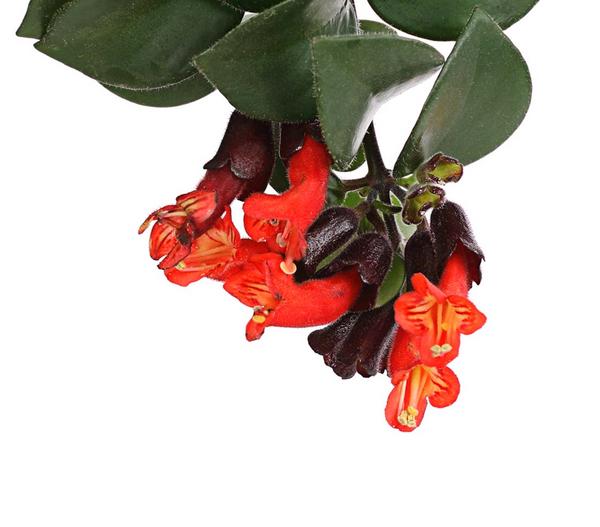 Schamblume - Aeschynanthus radicans 'Mona