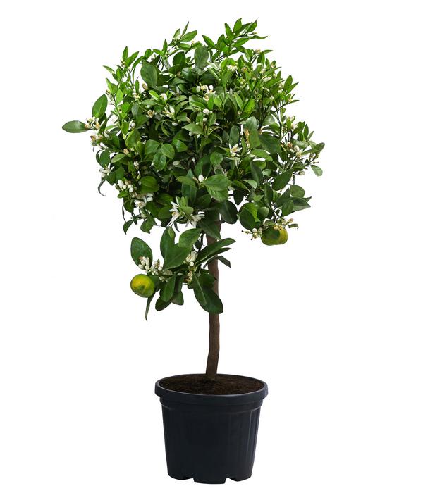 Römische Limette 'Pursha'