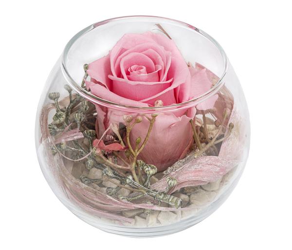 Dehner Kugelglas mit Longlife-Rose Annabell,