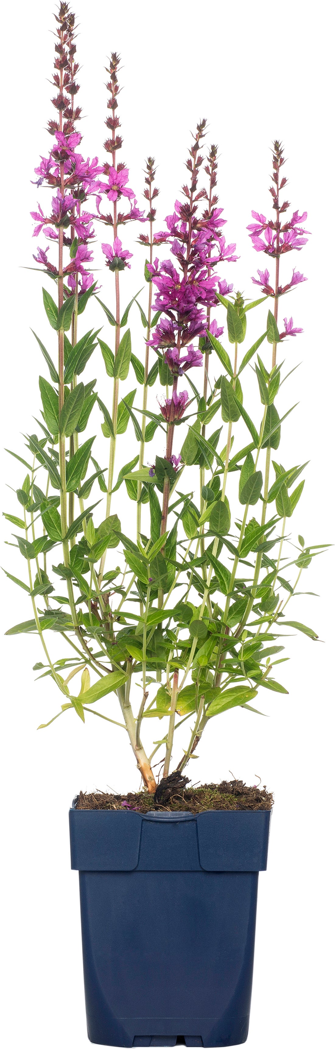Grote Kattenstaart (Lythrum salicaria 'Robin') D 9 H 15 cm