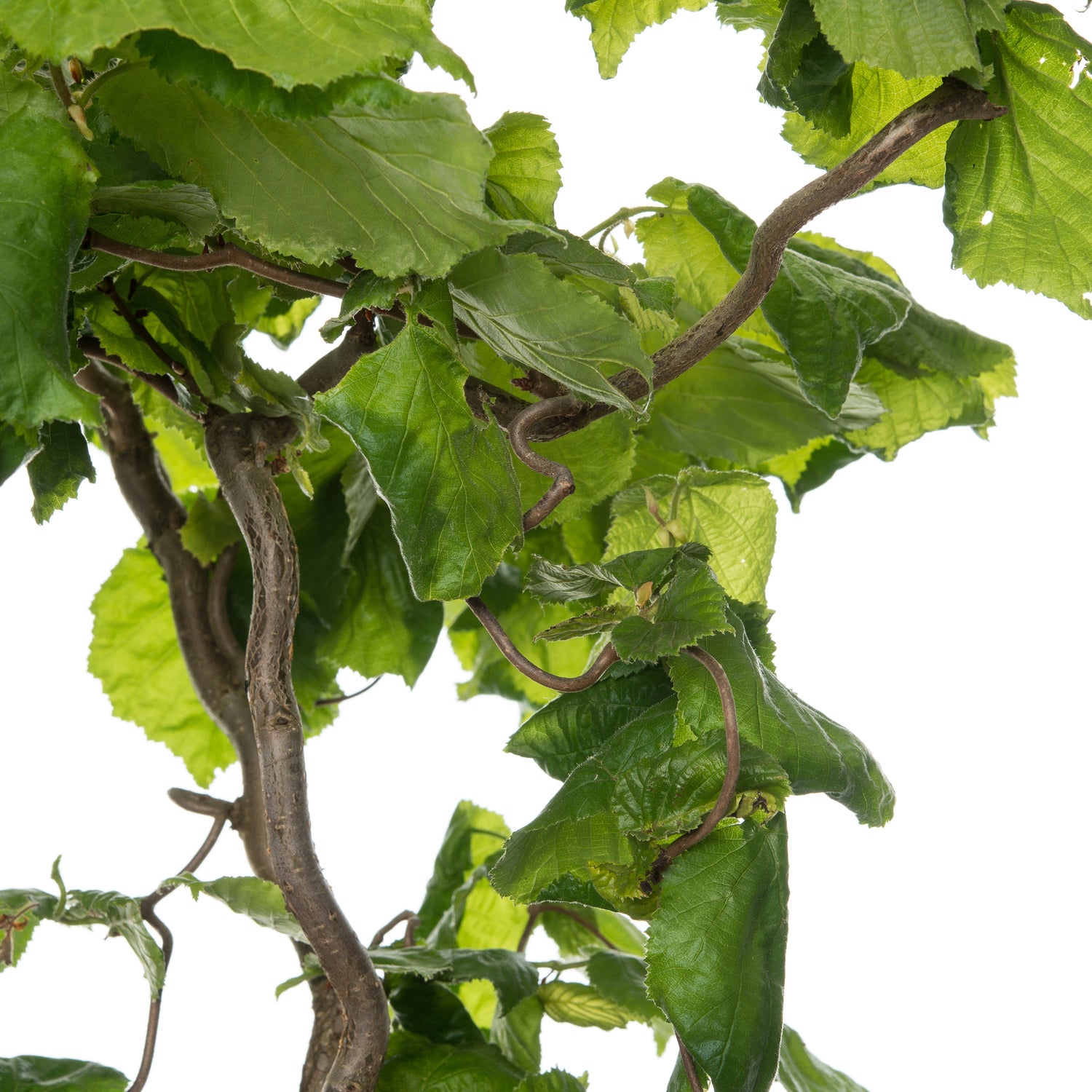 Kronkelhazelaar (Corylus avalana 'Contorta') D 23 H 20 cm