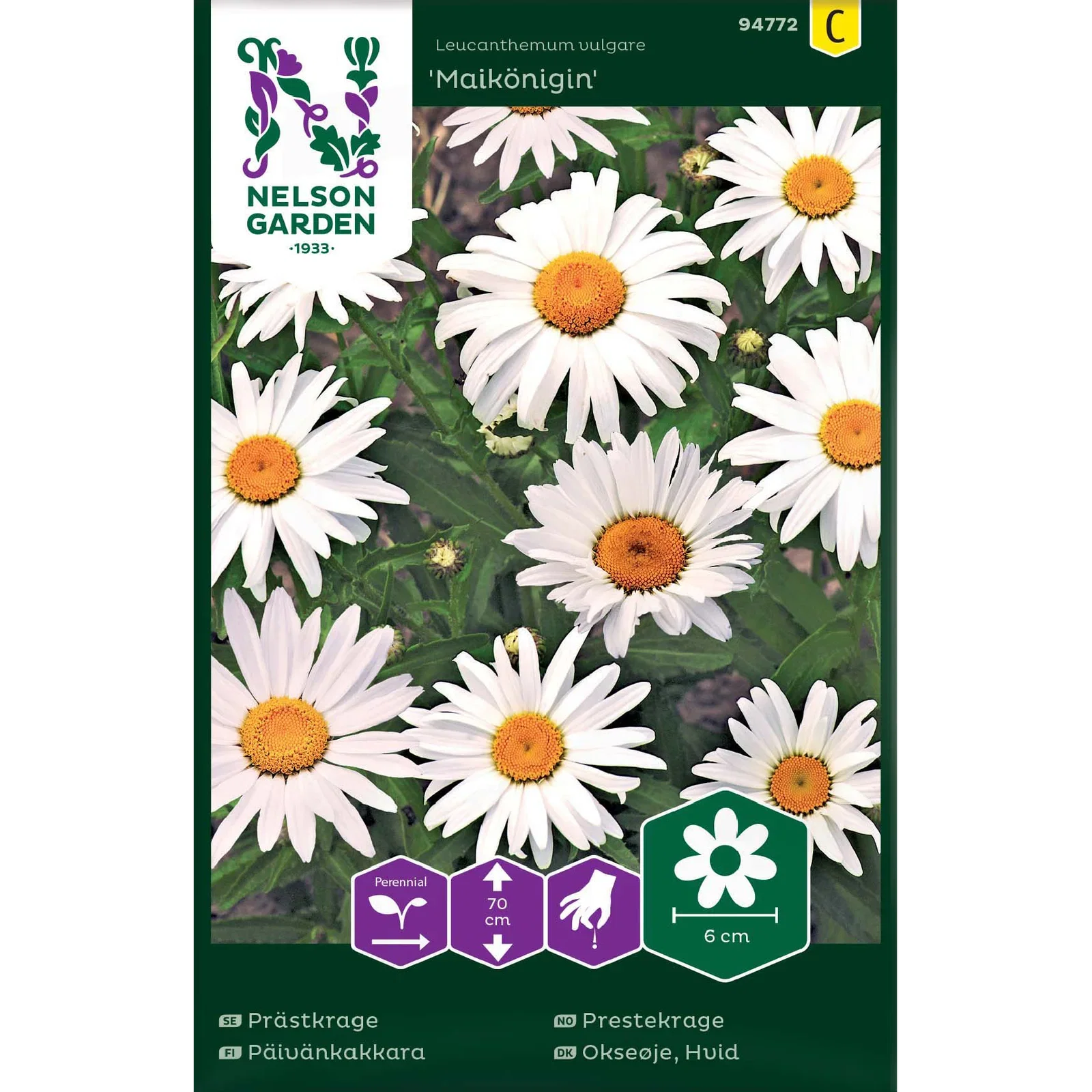 Leucanthemum vulgare 'Maikönigin' Prestekrage 'Maikönigin'
