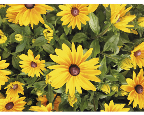 Zonnehoed Mix FloraSelf Rudbeckia x Hybride H 30-40 cm Co 5 L diverse soorten