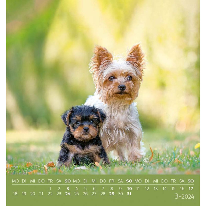 Postkartenkalender - Hunde - 2024