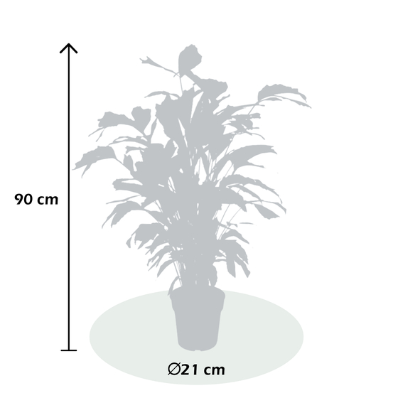 Palmier, Caryota Mitis - pot D21cm