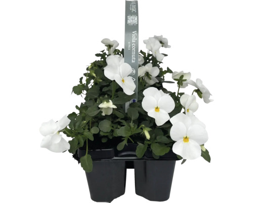 Gehoornde viooltjes FloraSelf Viola cornuta verpakking van 10