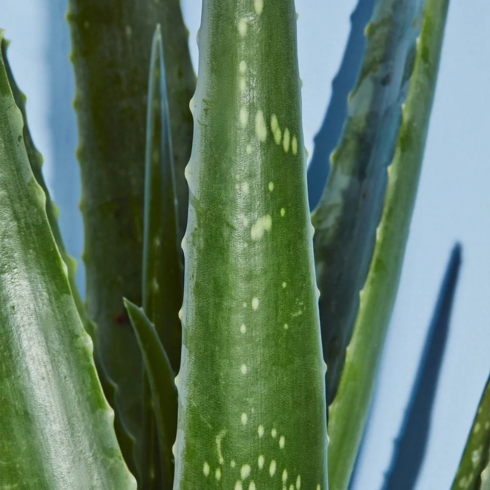 SPRAY APRÈS-SOLEIL FRAICHEUR À L'ALOE VERA BIO