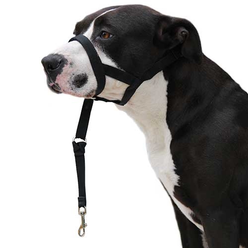 Guia para cães Ibáñez Dogway DOG GUIDER IBÁÑEZ DOGWAY L
