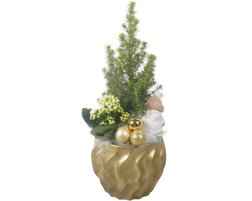 FloraSelf kamerplanten arrangement, pot Ø 15 cm, Wave goudkleurige mini kerstboom