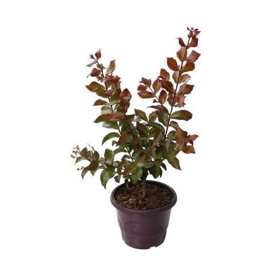 Lilas des Indes, pot déco 3L