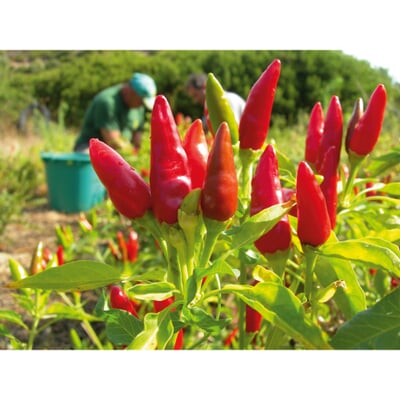 Chillies