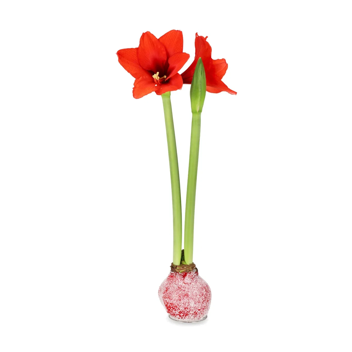 Hippeastrum x hortorum 'Souvereign' Vokset amaryllisløk Snow Red 'Souvereign' Omkrets 32 cm