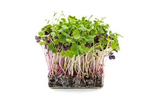 Supergrün's BIO Salat Mix