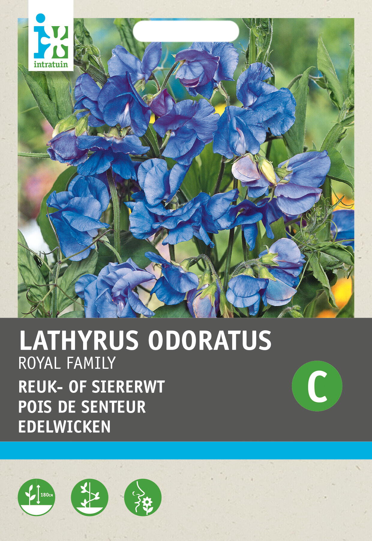 Intratuin bloemenzaad Siererwt blauw (Lathyrus odoratus 'Royal Family')