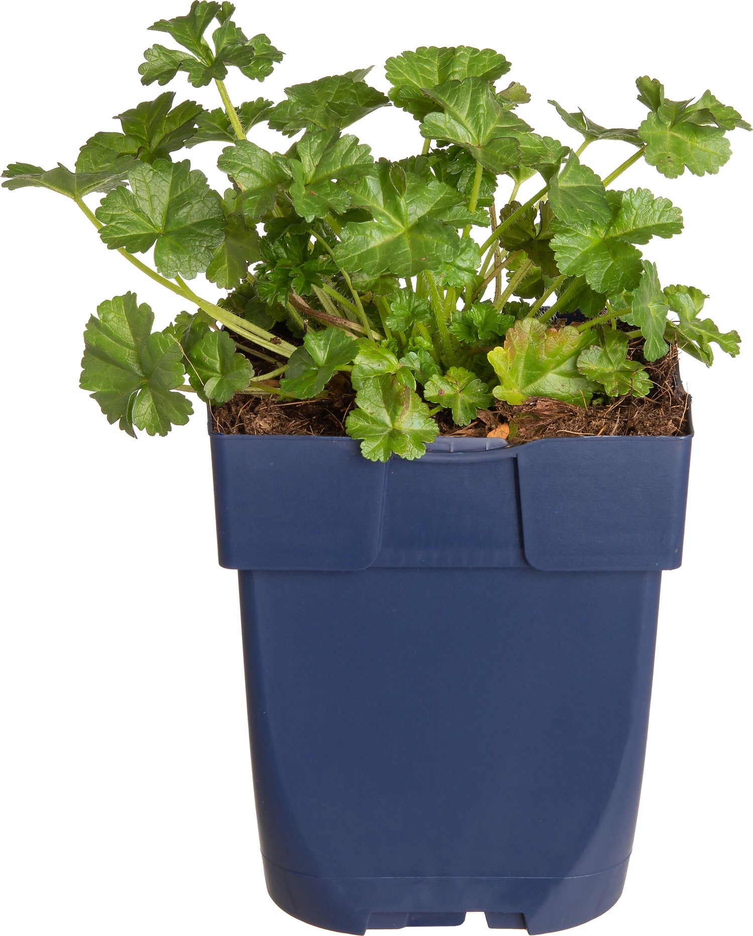 Muskuskaasjeskruid (Malva moschata 'Alba') D 11 H 60 cm