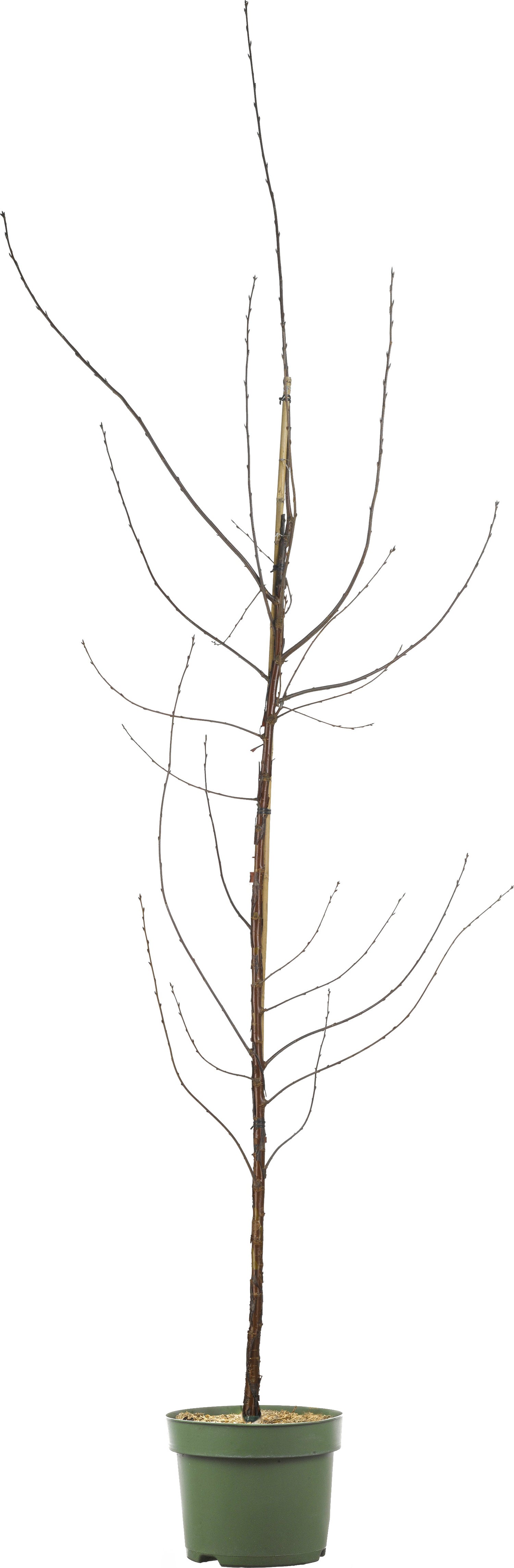 Biologische Pruim (Prunus domestica 'Opal') D 26 H 150 cm