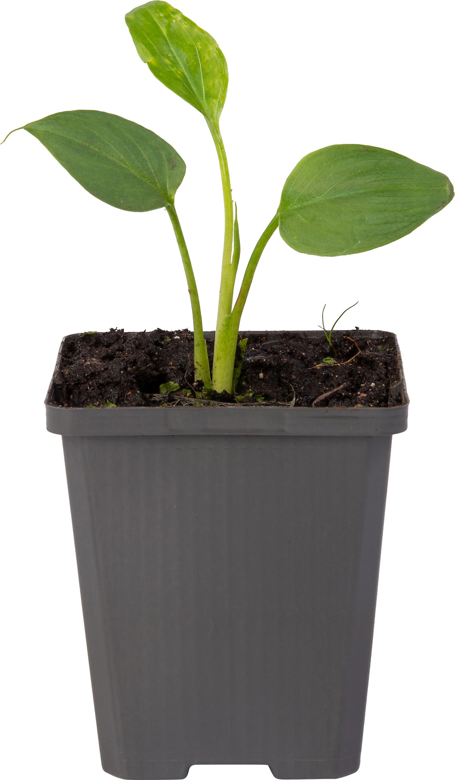 Aronskelk (Zantedeschia aethiopica) D 9 H 20 cm